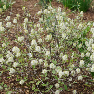 Proven Winners® Legend of the Small® Fothergilla