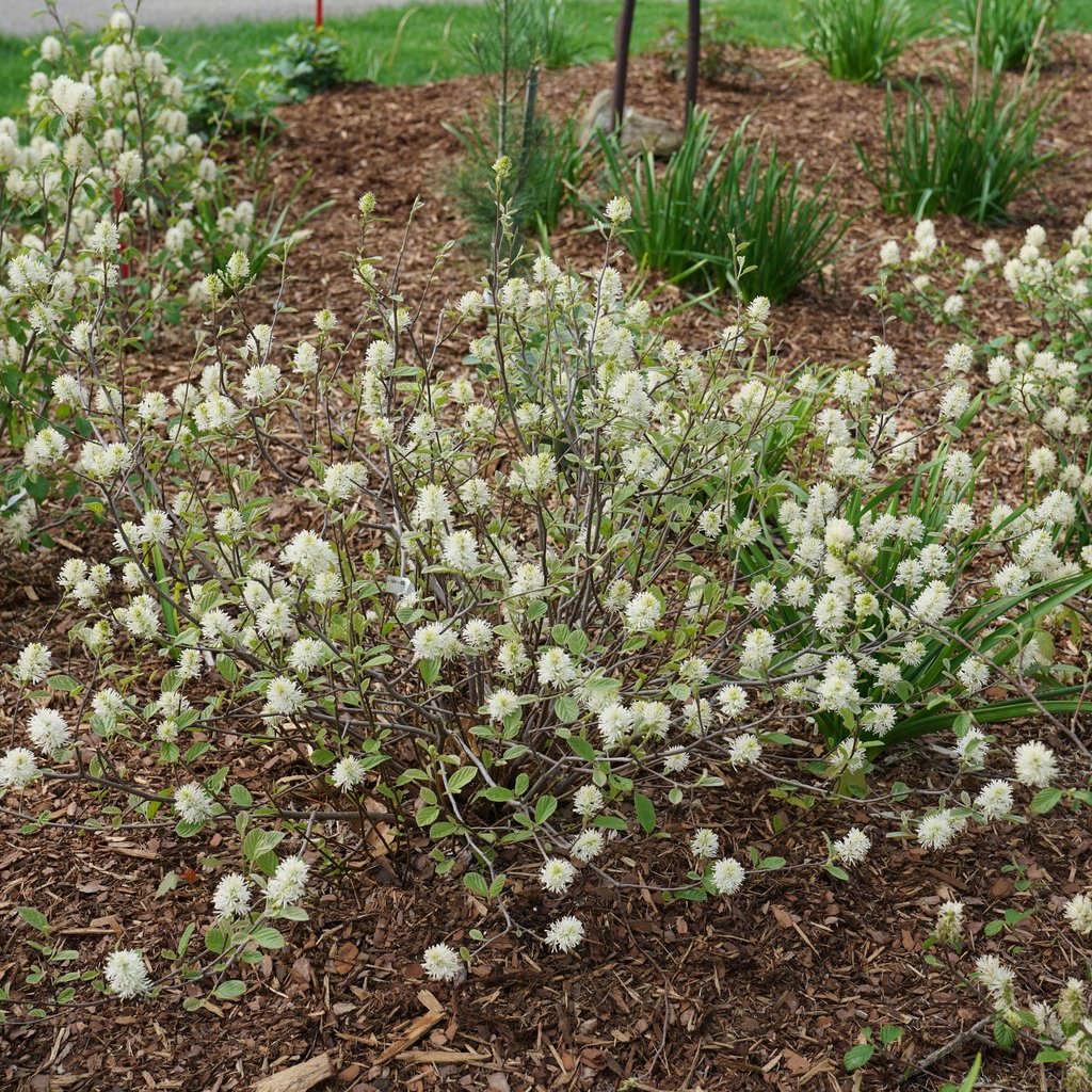 Proven Winners® Legend of the Small® Fothergilla