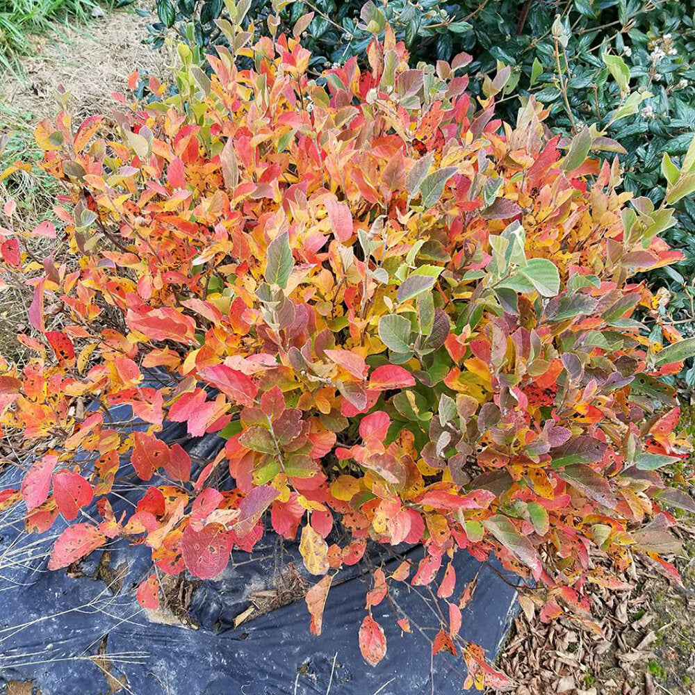 Proven Winners® Legend of the Small® Fothergilla