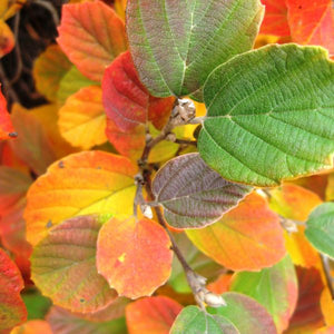Mt. Airy Fothergilla (Fothergilla x intermedia 'Mt. Airy') foliage and growth habit in the landscape.