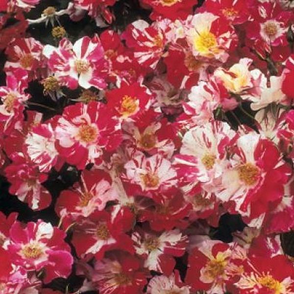 Fourth of July Climbing Rose