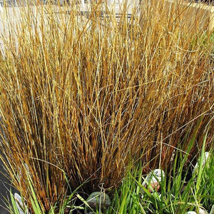 Fox Red Curly Sedge Grass - Nature Hills Nursery - #1 Container - 