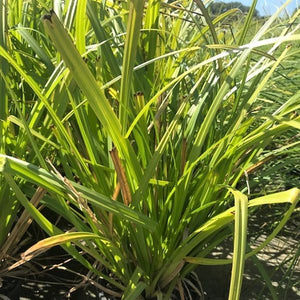 Fox Sedge Grass - Nature Hills Nursery - #1 Container - 