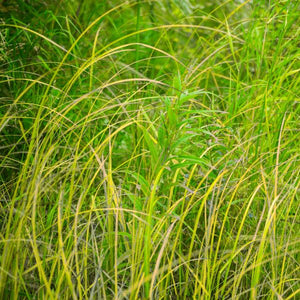 Fox Sedge Grass - Nature Hills Nursery - #1 Container - 