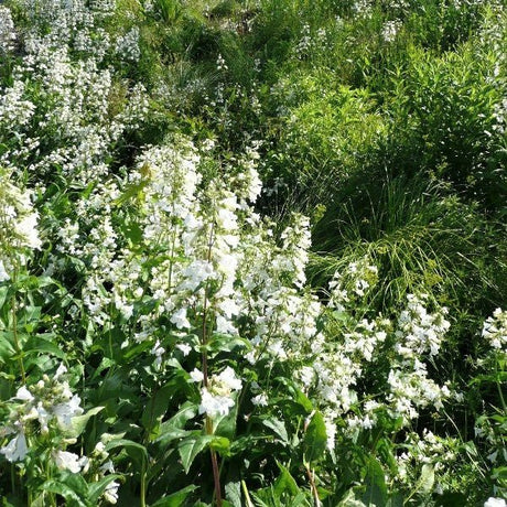 Close-up of white penstemon flowers on Foxglove Beardtongue blooming in early spring to late spring.