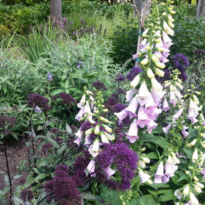 Close-up of purple digitalis flowers on Camelot Lavender Foxglove blooming in early summer to late summer.