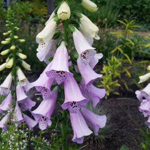 Camelot Lavender Foxglove (Digitalis purpurea 'Camelot Lavender'), a perennial featuring purple flowers and perennial.