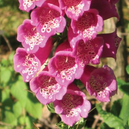 Camelot Rose Foxglove (Digitalis 'Camelot Rose'), a perennial featuring pink flowers and perennial.