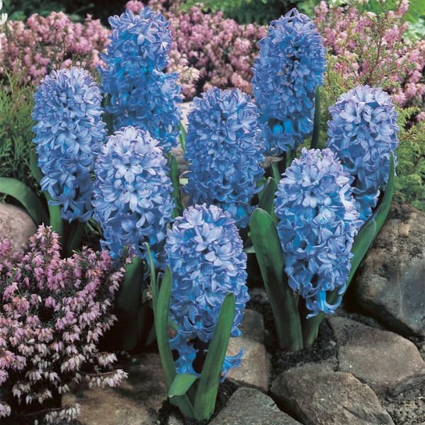 Fragrant Baby Blue Hyacinth - Nature Hills Nursery - 3 Pack Bulbs - 