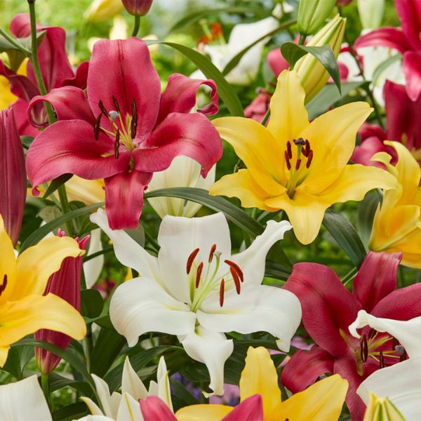 Fragrant Orienpet Lily Blend - Nature Hills Nursery - 9 Pack Bulbs - 