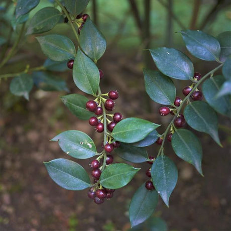 Close-up of white sarcococca flowers on Fragrant Sweet Box blooming in late winter to early spring.