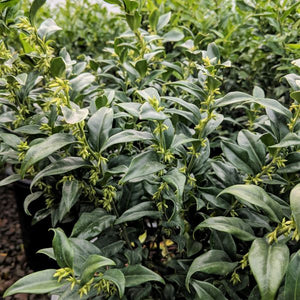 Broad-Leaved Evergreen foliage of Fragrant Sweet Box (Sarcococca ruscifolia) in a garden setting.