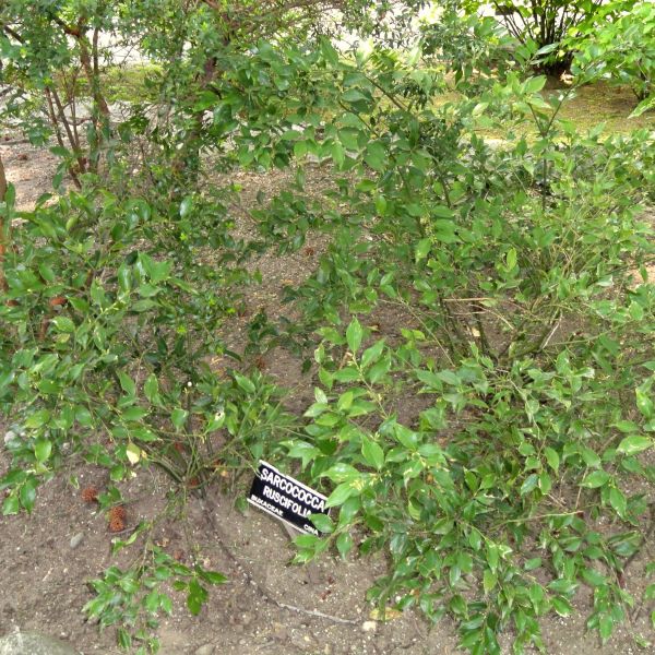 Fragrant Sweet Box (Sarcococca ruscifolia) growing in a garden landscape, showing mature shrub form.