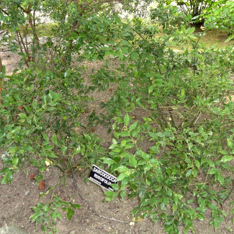 Fragrant Sweet Box (Sarcococca ruscifolia) growing in a garden landscape, showing mature shrub form.