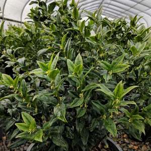 Fragrant Sweet Box (Sarcococca ruscifolia), a shrub featuring white flowers and broad-leaved evergreen.