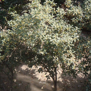 Broad-Leaved Evergreen foliage of Fragrant Tea Olive Sweet Osmanthus (Osmanthus fragrans) in a garden setting.