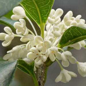 Fragrant Tea Olive Sweet Osmanthus (Osmanthus fragrans), a shrub featuring white flowers and broad-leaved evergreen.