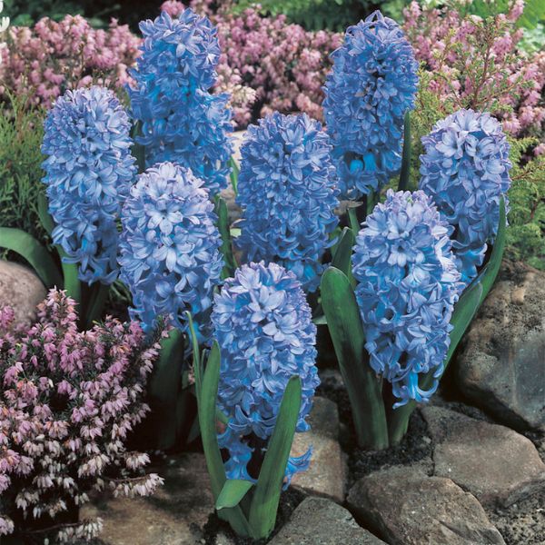 Fragrant Baby Blue Hyacinth