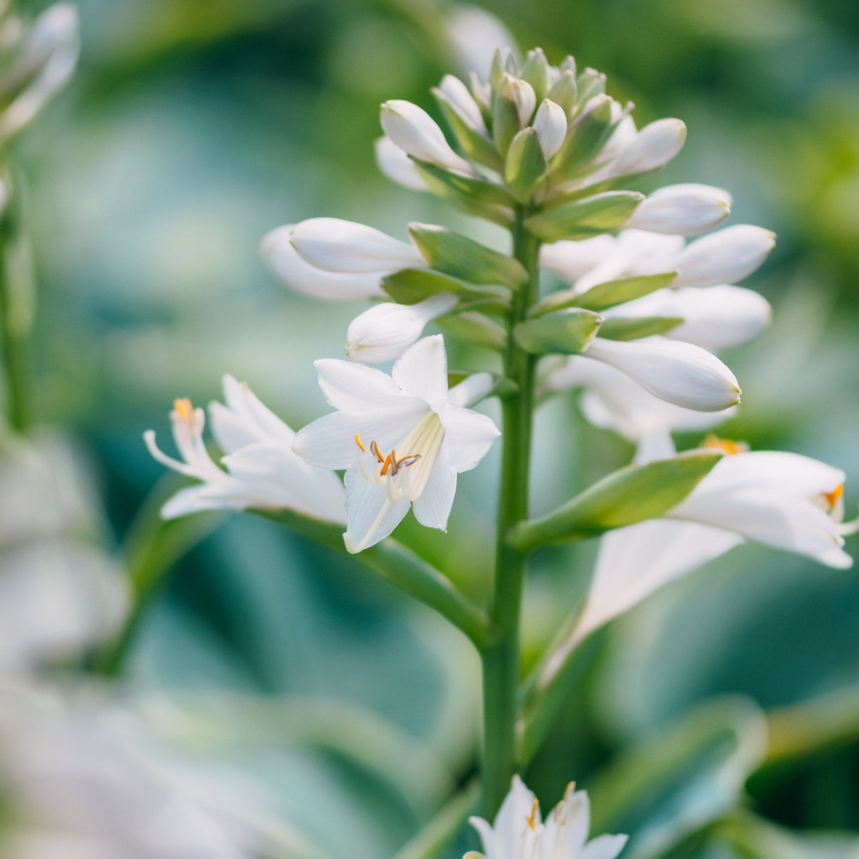 White hosta flowers in bloom on a tall upright spike, showing open star-shaped blossoms and closed buds of Frances Williams Hosta.