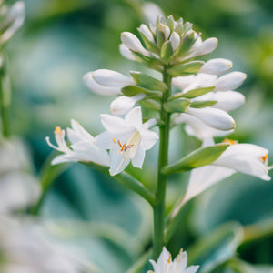 White hosta flowers in bloom on a tall upright spike, showing open star-shaped blossoms and closed buds of Frances Williams Hosta.