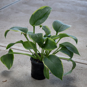 Frances Williams Hosta growing in a black nursery container, showing large blue-green leaves with creamy yellow margins.