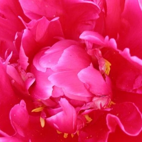 Francois Ortegat Peony - Nature Hills Nursery - Bareroot - 