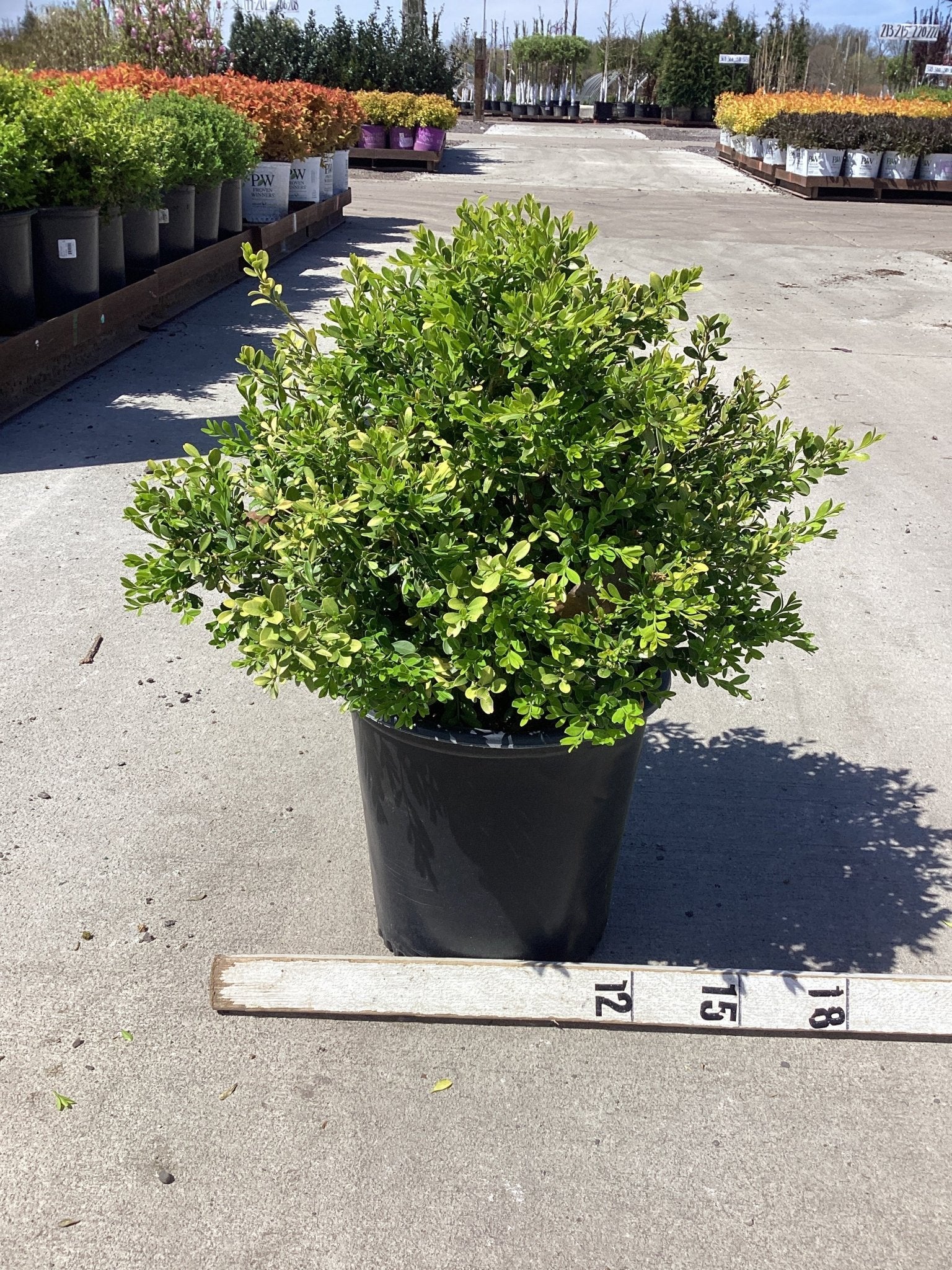 Franklin's Gem Boxwood | Buy at NatureHills.com