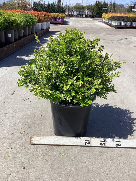 Franklin's Gem Boxwood shrub in a black nursery container with a measurement ruler showing approximately 18 inches tall.