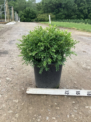 Franklin's Gem Boxwood in a black nursery container beside a measurement stick showing approximately 15 inches tall.