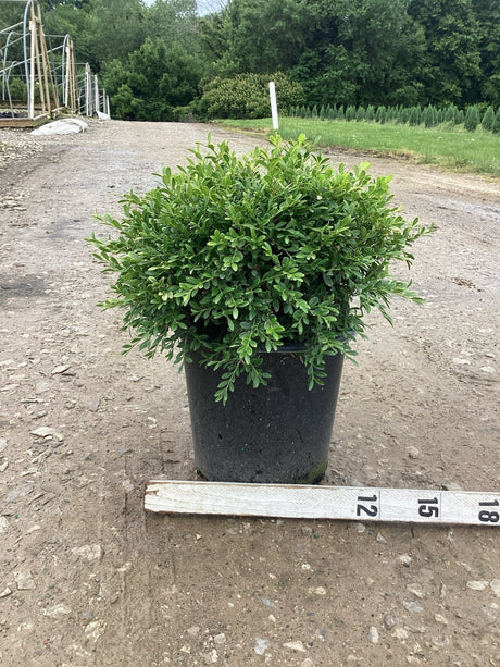 Franklin's Gem Boxwood in a black nursery container beside a measurement stick showing approximately 15 inches tall.