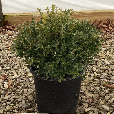 Franklin's Gem Boxwood - Bush - Nature Hills Nursery - 2 Container - 