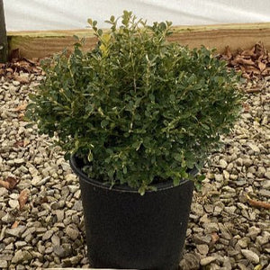 Franklin's Gem Boxwood - Bush - Nature Hills Nursery - 2 Container - 