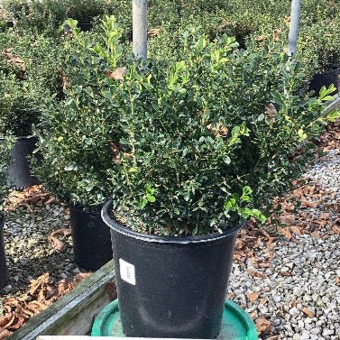 Potted plant with a measuring stick on a green bucket, surrounded by other plants and gravel.