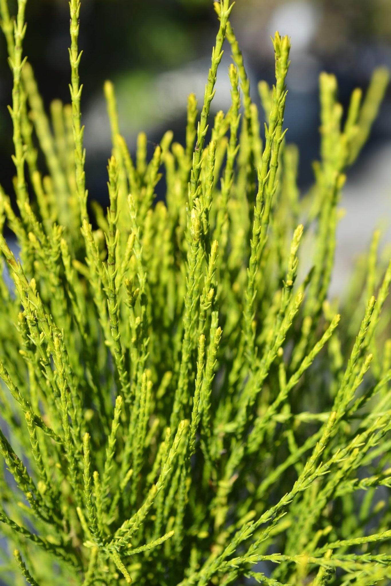 盆栽 FM.3110.51 Franky Boy Arborvitae | Buy at NatureHills.com
