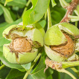 Franquette English Walnut Tree - Nature Hills Nursery - #3 Container 4 - 5 Feet - 
