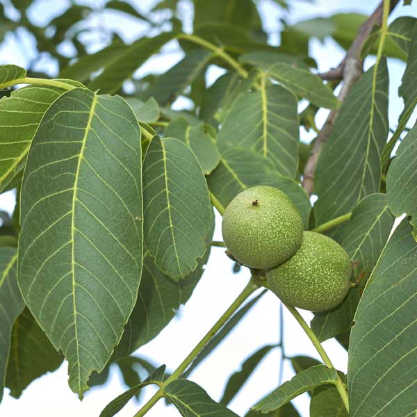 Franquette English Walnut Tree - Nature Hills Nursery - #3 Container 4 - 5 Feet - 