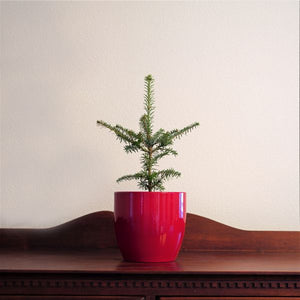 Fraser Fir Tabletop Christmas Tree - Nature Hills Nursery - Sprinter Pot - 