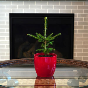 Fraser Fir Tabletop Christmas Tree - Nature Hills Nursery - Sprinter Pot - 