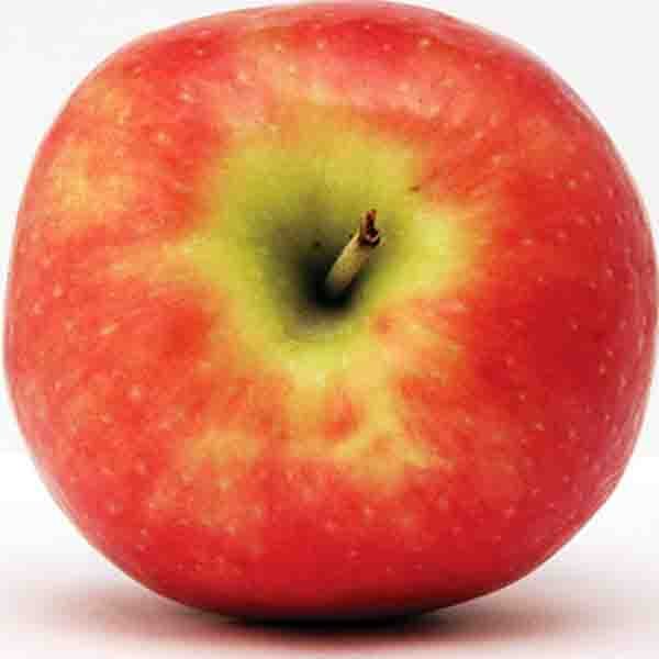 Freedom Apple Tree - Nature Hills Nursery - Bareroot - 