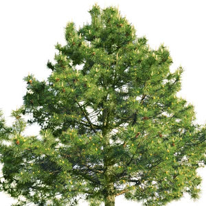 French Dark Green Scots Pine Tree - Nature Hills Nursery - Sprinter Pot - 