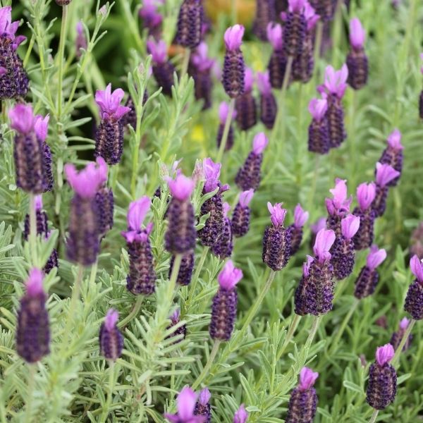 French Lavender - Nature Hills Nursery - #1 Container - 