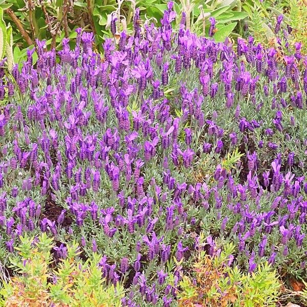 French Lavender - Nature Hills Nursery - #1 Container - 