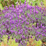 French Lavender - Nature Hills Nursery - #1 Container - 