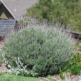 French Lavender - Nature Hills Nursery - #1 Container - 