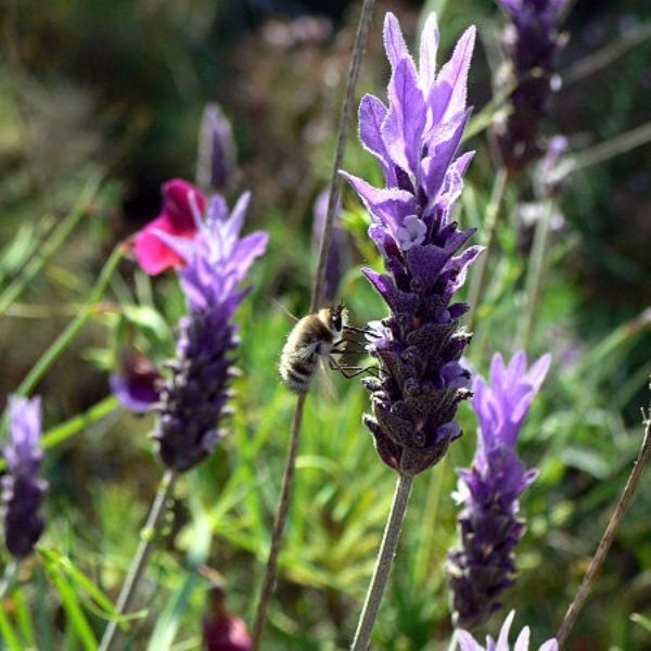 French Lavender - Nature Hills Nursery - #1 Container - 