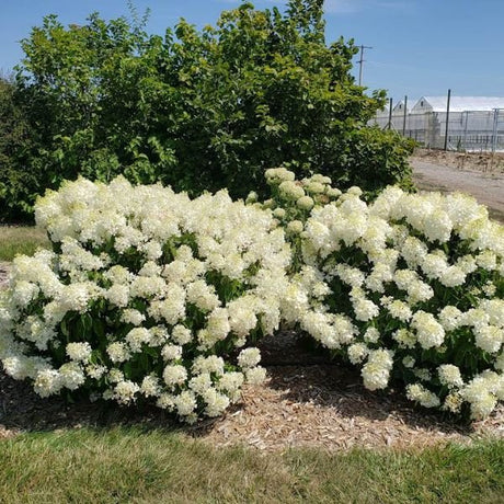 French Manicure™ Panicle Hydrangea - Bush - Nature Hills Nursery - 1 - 2 Feet Bareroot - 