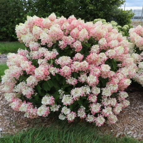 French Manicure™ Panicle Hydrangea - Bush - Nature Hills Nursery - 1 - 2 Feet Bareroot - 