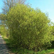 French Pussy Willow Tree