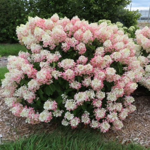 French Manicure™ Panicle Hydrangea
