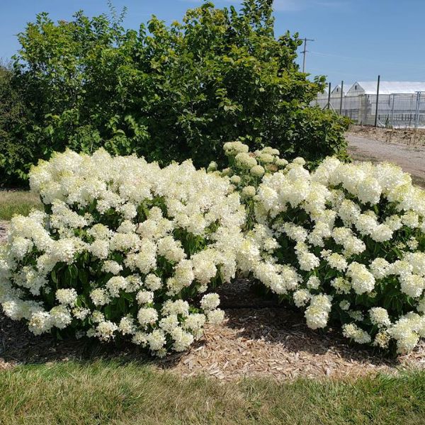 French Manicure&trade; Panicle Hydrangea